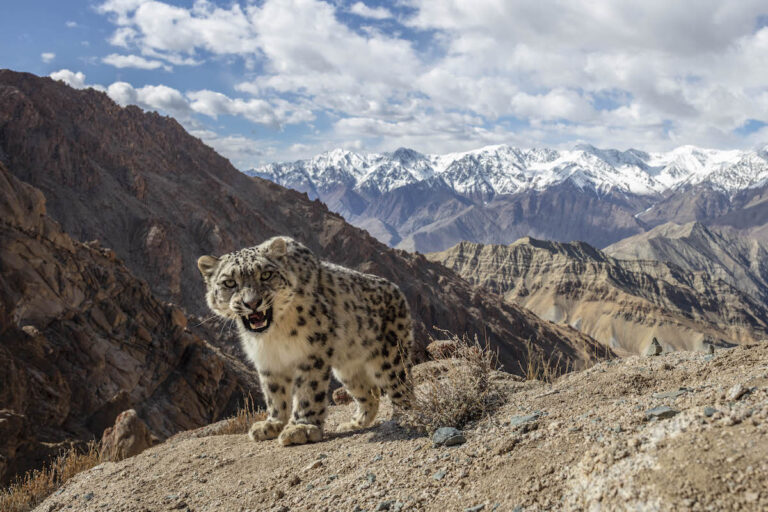 donde viven los among us descubre los secretos de su habitat